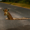Poor infrastructure costs Zimbabwe billions potholes
